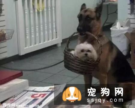 嫌麻烦！这就是我养大型犬的原因！