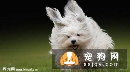 哈瓦那犬的外形特征及饲养心得_多少钱一只|价格
