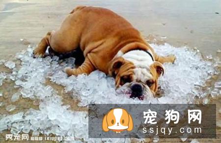 狗狗中暑怎么办_狗狗中暑的原因_症状_急救方法