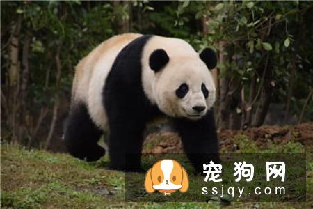 德国黑贝的外形特征及生活习性_图片
