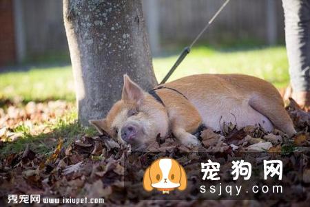 情侣饲养宠物享受高级待遇，网友看后直呼好羡慕