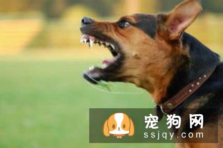 狗狗对主人有攻击行为怎么办？
