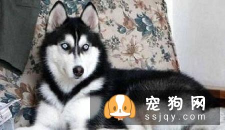 哈士奇狗狗一般寿命有多长？