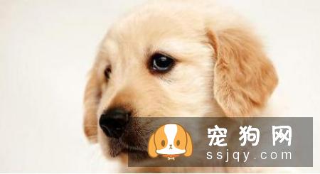 狗狗消化不良怎么办？