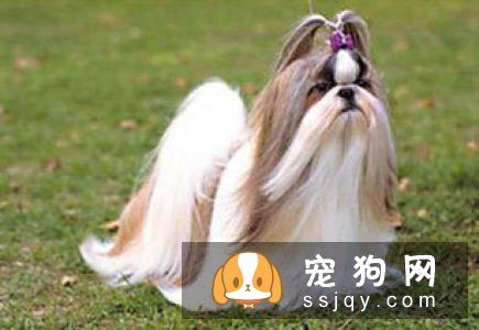 狗狗的寿命到底有多长呢，我们还能够陪伴它们多长时间？