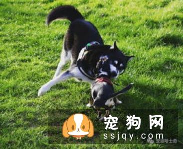 哈士奇狗狗多大可以算成犬了？