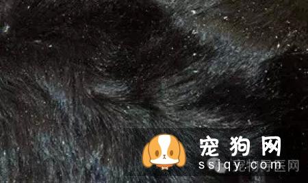 盘点狗狗皮肤病知识大全（图文解读）