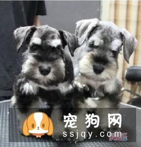 常见的雪纳瑞3个品种分类
