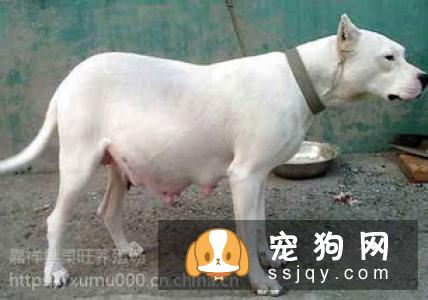 你知道杜高犬的起源吗？