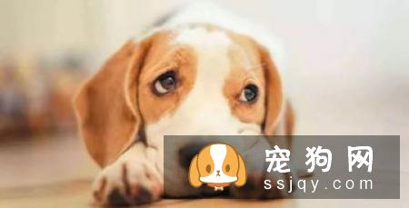 盘点狗狗皮肤病知识大全（图文解读）