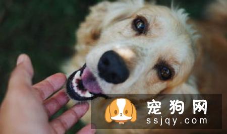 对于狗狗来说，要每天吃蔬菜吗？