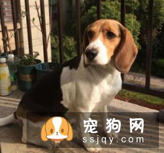 比格犬换毛期吃什么？