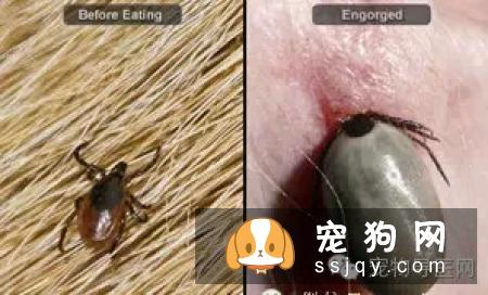盘点狗狗皮肤病知识大全（图文解读）