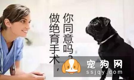爱宠绝育手术后，如何控制体重？