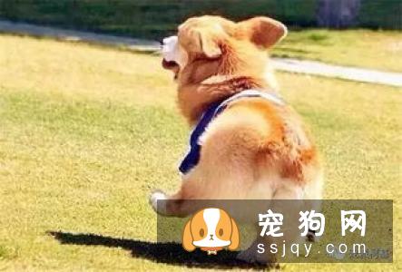 训练出会“飞”的柯基