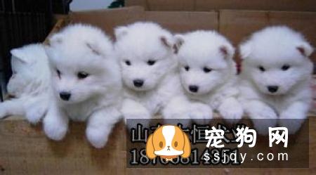 大丹犬选购技巧_大丹犬多少钱一只，好养吗？