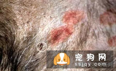 盘点狗狗皮肤病知识大全（图文解读）