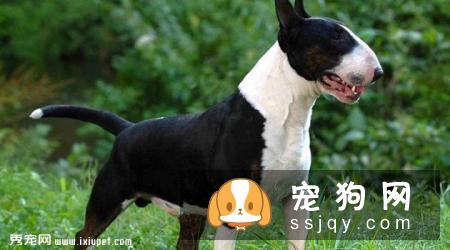 斗牛梗多少钱,好养吗?斗牛梗图片|价格|训练