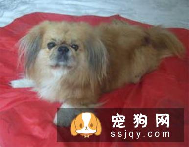 狗狗吃蛋清好，还是蛋黄好？