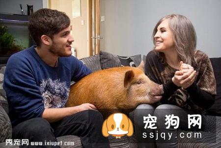 情侣饲养宠物享受高级待遇，网友看后直呼好羡慕