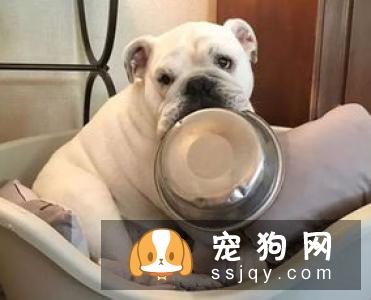 狗狗不把主人放在眼里怎么办_解决措施