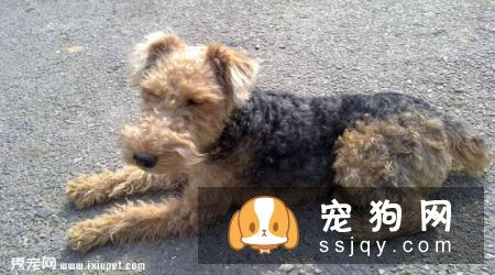 威尔士梗智商高不高，好养吗？威尔士梗多少钱一只