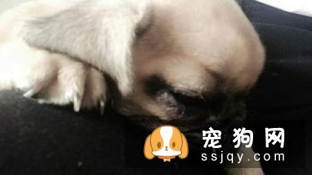 狗狗晕车该怎么办？