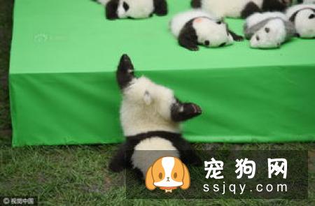 威尔士梗智商高不高，好养吗？威尔士梗多少钱一只