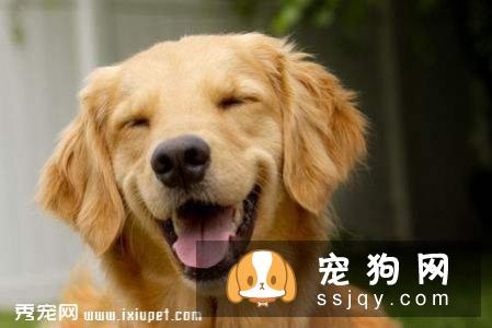 怎样挑选金毛犬
