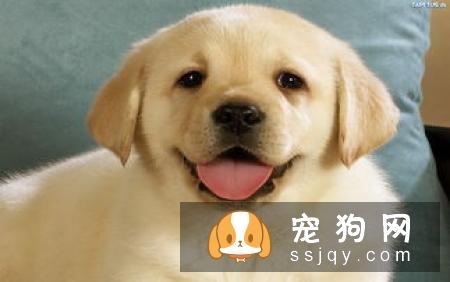 马尔济斯犬的外形特征及训练方法_马尔济斯犬价格
