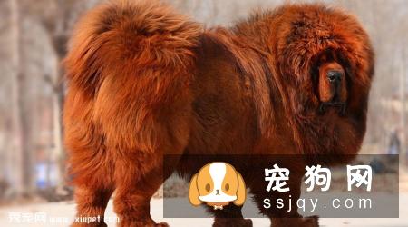 惊天兽多少钱一只,好养吗?惊天兽外形特征_图片