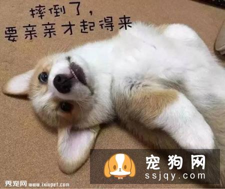 这些习惯，会让狗狗“长命百岁”