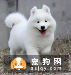 萨摩耶犬智商高不高，好养吗？萨摩耶犬价格|训练
