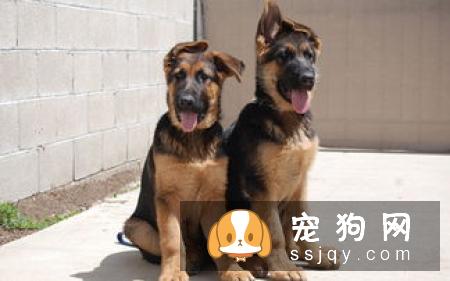 怎么训练德国牧羊犬定点排便？