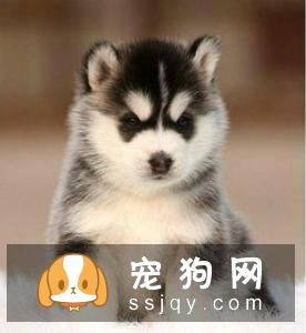 决定一只哈士奇价格的5个因素