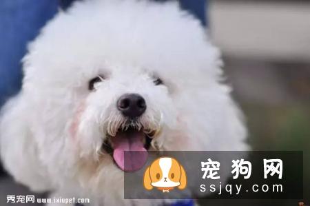 比熊吃饭四件大事主人一定要记牢
