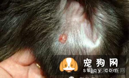 盘点狗狗皮肤病知识大全（图文解读）