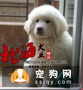 大白熊犬性格怎么样，多少钱一只？大白熊智商及训练方法
