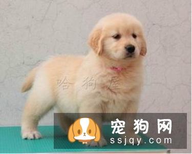 怎样挑选辨别纯种金毛犬
