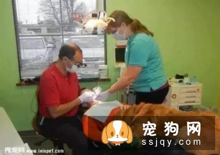 嫌麻烦！这就是我养大型犬的原因！