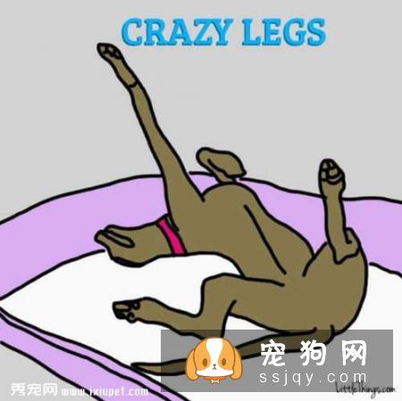 狗狗睡姿看性格，你家的狗狗又是哪种睡姿呢？