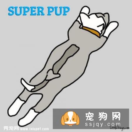 狗狗睡姿看性格，你家的狗狗又是哪种睡姿呢？