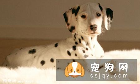 大丹犬选购技巧_大丹犬多少钱一只，好养吗？