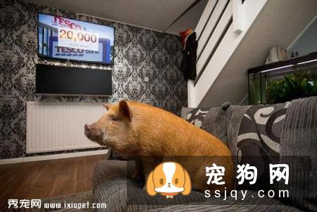 情侣饲养宠物享受高级待遇，网友看后直呼好羡慕