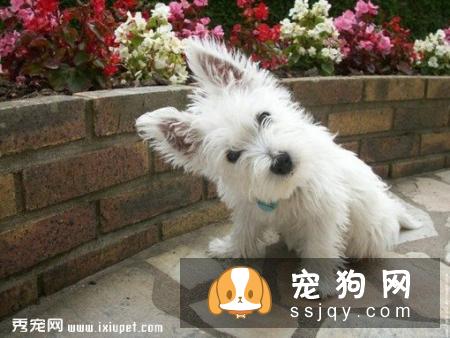 如何解决母犬没有奶水的难题