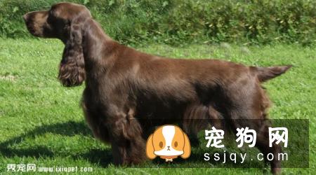 田野小猎犬掉毛程度怎么样_多少钱一只_饲养_图片