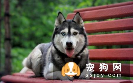 阿拉斯加雪橇犬性格好吗，多少钱一只？阿拉斯加好养吗？