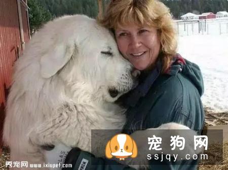 嫌麻烦！这就是我养大型犬的原因！