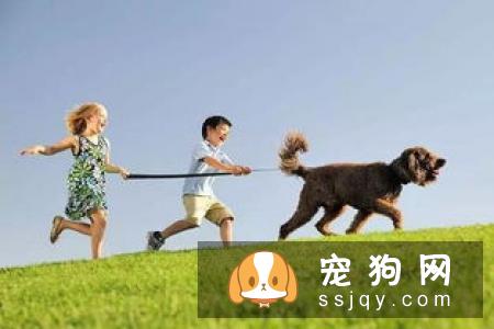 怎么带金毛外出散步？