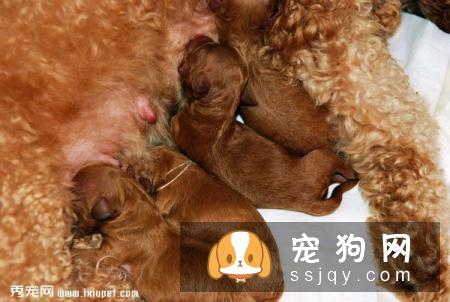 母狗为什么吃自己刚出生的小狗_母狗吐出来死去的小狗